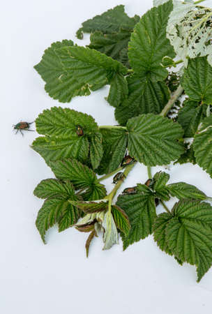 Japanese Beetle