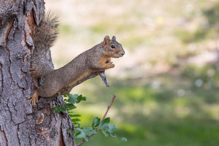 Brown Squirrel resting on a tree branchの写真素材