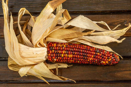Colored Indian Cornの写真素材