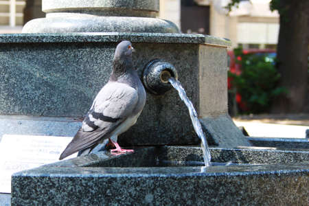 Close image of a thirsty pigeonの写真素材