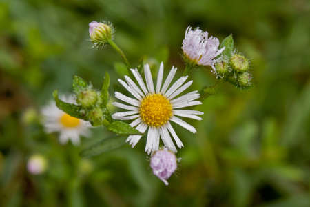Macro picture of garden white flower