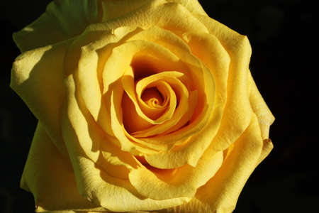 Closeup picture of a beautiful yellow roseの写真素材