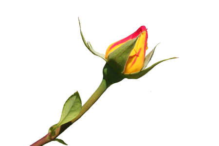 Beautiful yellow rose isolated on whiteの写真素材