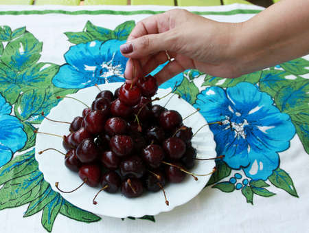 Closeup picture of fresh red cherries and woman s hand