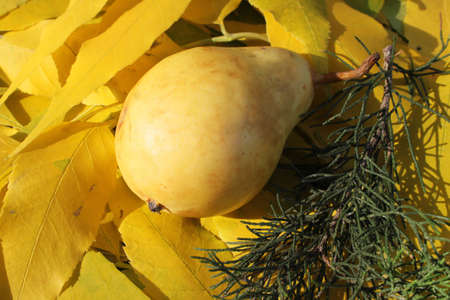Autumn still life with fresh fruits and yellow leavesの写真素材