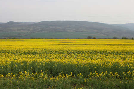 Picture of yellow rural field