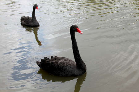 Elegant black swans swim in the lakeの写真素材