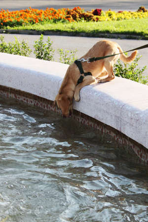 Little cute labrador drinks water in the city parkの写真素材