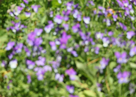 Floral pattern as texture or backgroundの写真素材