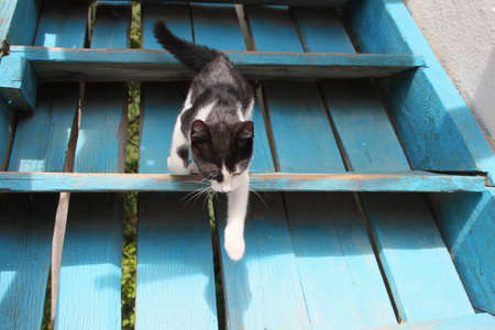 Outdoor picture of a cute cat on blue stairsの写真素材