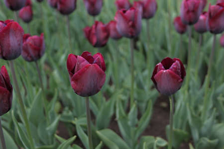 Garden of purple tulipsの写真素材