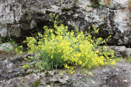 Close up picture of yellow forest flowers as texture or background