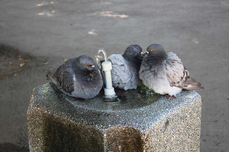 Few pigeons are landed around the city fountain in hot summer dayの写真素材