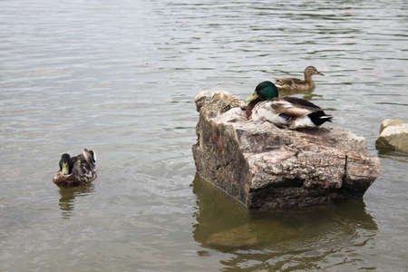 A picture of colorful ducks swimming in the riverの写真素材