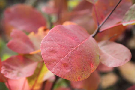 Closeup picture of autumnal leavesの写真素材