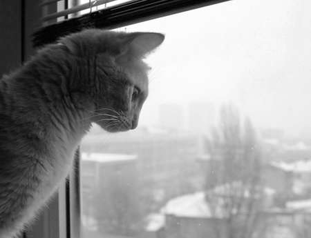 Closeup picture of a cute cat looking through the windowの写真素材