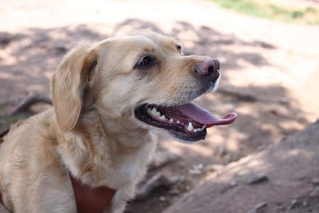 An outdoor portrait of a cute domestic dogの写真素材