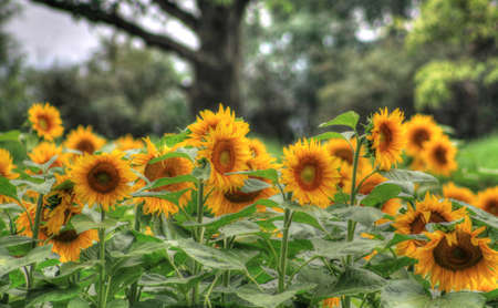 Picture of a colorful sunflower's field