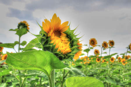 Beautiful sunflowers under the summer skyの写真素材