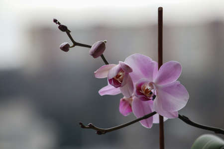 Closeup picture of a beautiful purple orchid outdoorの写真素材