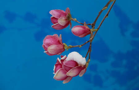 A picture of a branch of beautiful pink magnolia  with snow shot outdoor