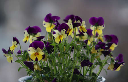 A closeup picture of beautiful multicolored violets shot outdoor