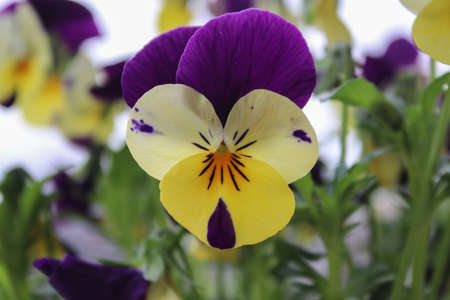 A closeup picture of beautiful colorful violets shot outdoorの写真素材