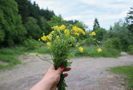 Woman's hand holding a bunch of yellow flowers outdoor surrounded by forest sceneryの写真素材