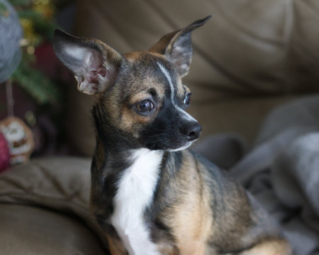 Small Dark Chihuahua Dog Sitting on Brown chairの写真素材