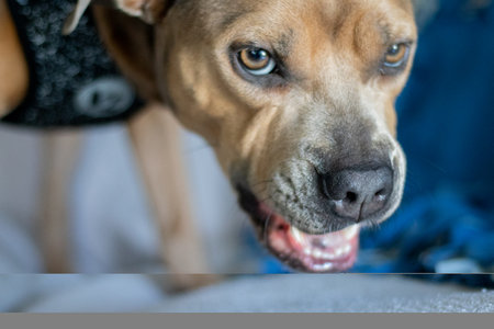Angry Pitbull or Growling Dogの写真素材