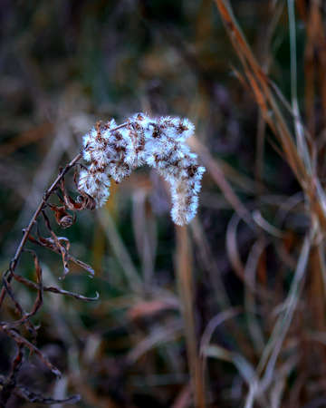 Winter Weeds in Nature. Dark and Moody.の写真素材