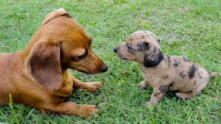 Mom and puppy playing in the summer sunの写真素材