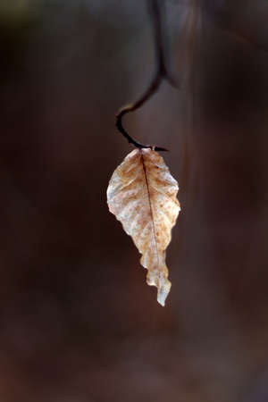 Dried Winter Leaf hanging from a stem in the forest.の写真素材