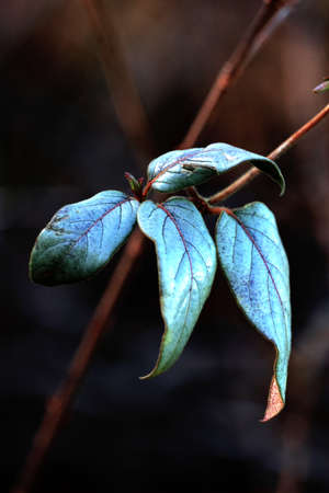 Close Up Photo of a Forest Leaf on a Vine.の写真素材