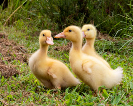 Three yellow ducklings in the green grassの写真素材