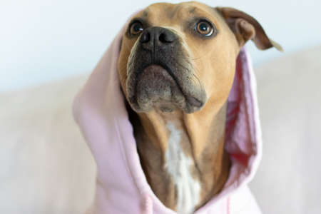 Brown Pitbull Glamour Dog in Pink Hoodieの写真素材