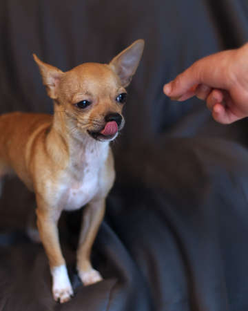 Small Chihuahua Dog staring at a treat in a hand with his tongue outの写真素材