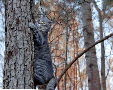 Tabby Cat climbing a tree. Fall Colored Forestの写真素材