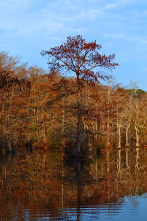 Tree in the middle of the swamp surrounded by autumn colorsの写真素材