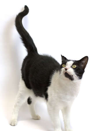 Black and White Cat looking sideways. Isolated on white.の写真素材