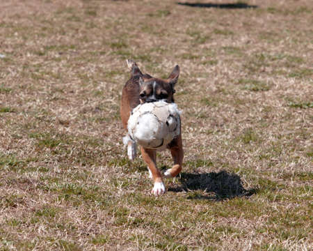 Chihuahua carrying a favorite torn soccer ball across the yardの写真素材