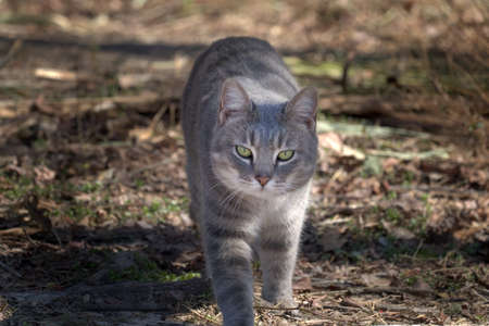 Single Tabby Cat Walking In The Grassの写真素材