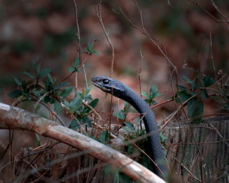 Black Snake in the Woodsの写真素材