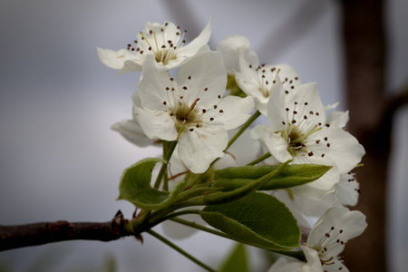 A Cluster of white tree blossomsの写真素材