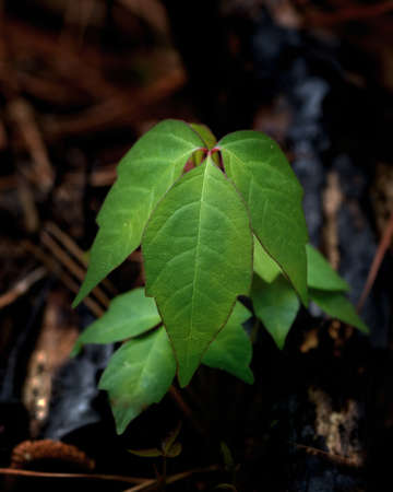 Green Poison Ivy Plant growing in the forest. Dark and Moody