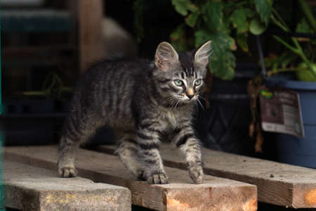 Young striped kitten walking across wooden boards.の写真素材