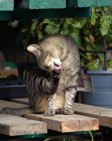 Tabby Cat Cleaning Himself Outside Sitting on a Wooden Boardの写真素材