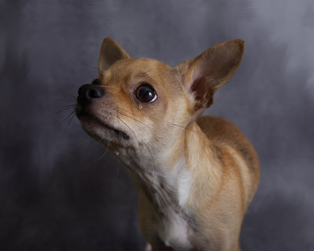 Crying chihuahua dog. Looking off cameraの写真素材