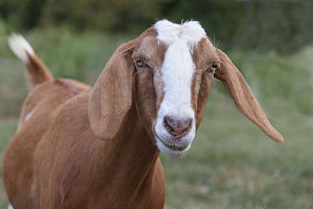 Brown and White Nubian Goat with Long Ears Looking At Cameraの写真素材