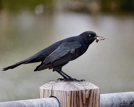 Black Bird Holding a Bug for his Mealの写真素材